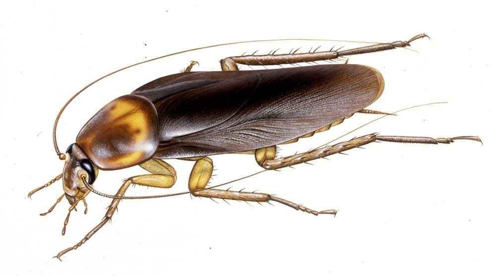 Cockroach Extermination
