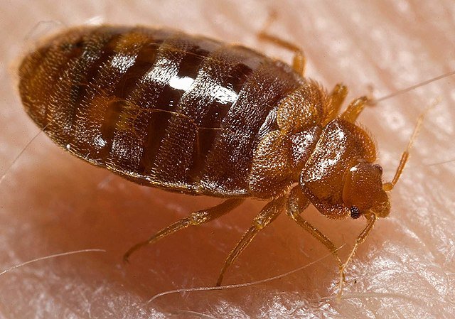 Bed Bug Extermination