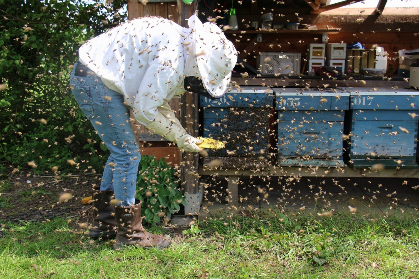Bee Removal